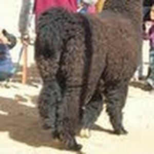 Meet your Posher, Dirk